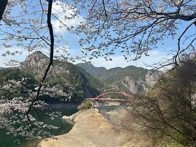 日向神ダム周辺の桜 3枚目
