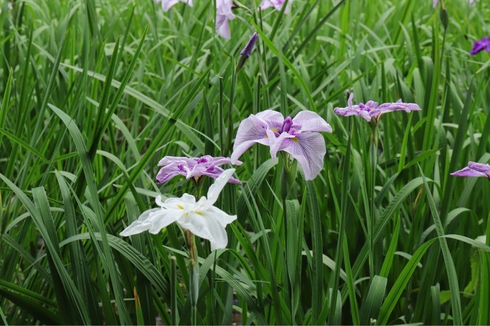 jun1216さんが投稿した赤堀花しょうぶ園に関する口コミの画像