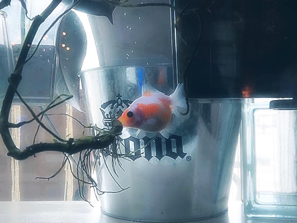 兎きち さんが投稿した金魚カフェに関する口コミの画像