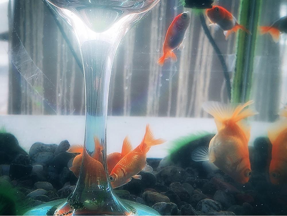 兎きち さんが投稿した金魚カフェに関する口コミの画像