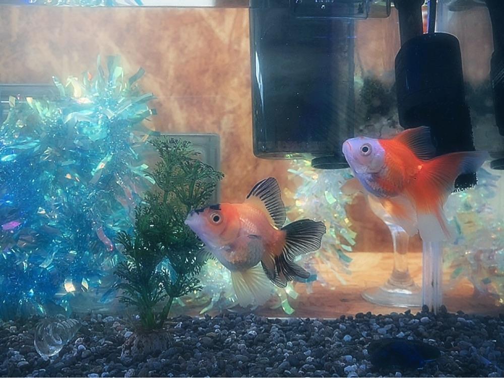 兎きち さんが投稿した金魚カフェに関する口コミの画像