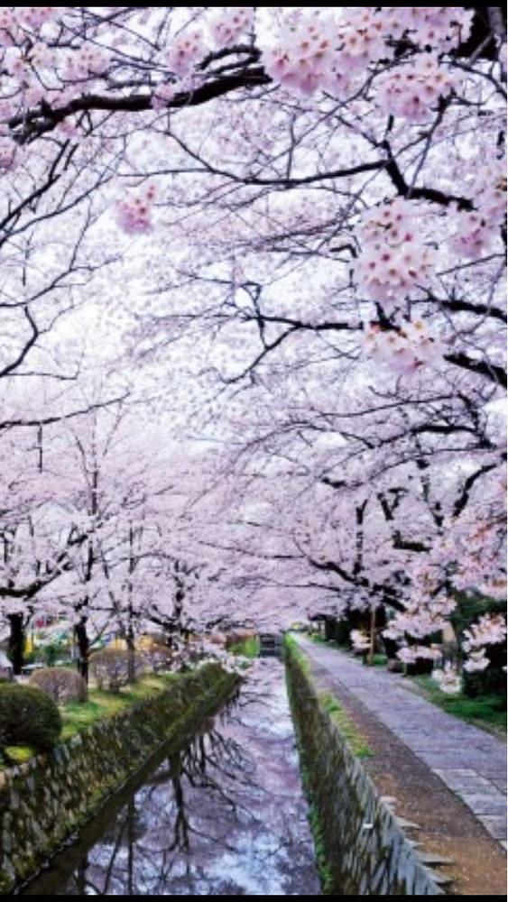京都を巡る会・「武」さんが投稿したキッチンなかおに関する口コミの画像