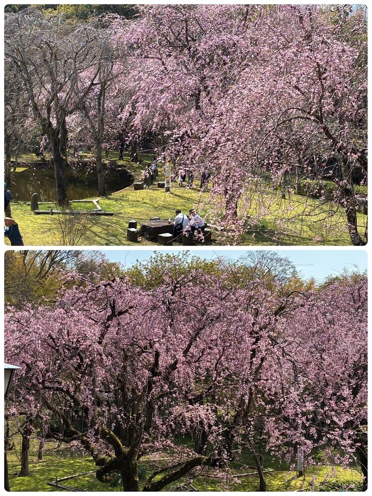 deriさんが投稿した荒井城址公園に関する口コミの画像