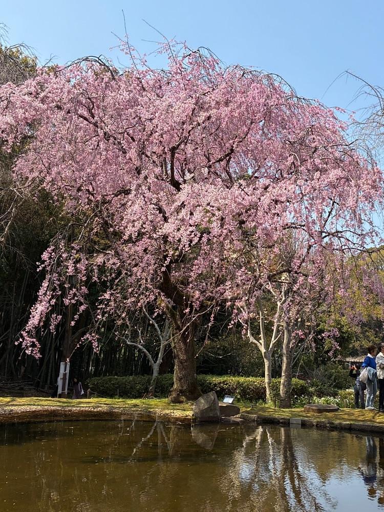 deriさんが投稿した荒井城址公園に関する口コミの画像