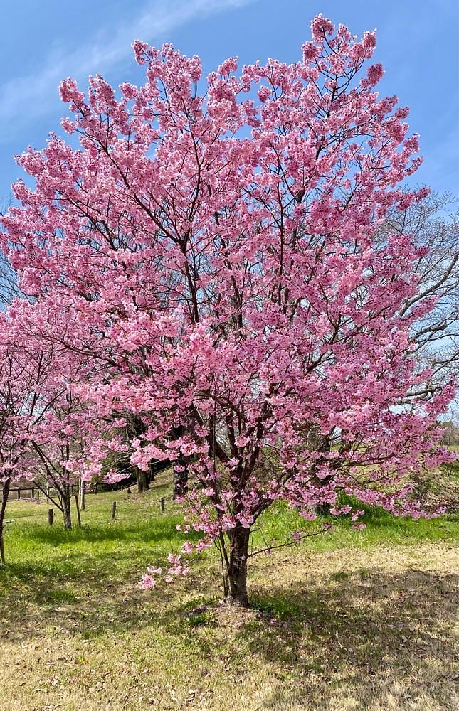 calm_gift_1030さんが投稿した池田池公園に関する口コミの画像