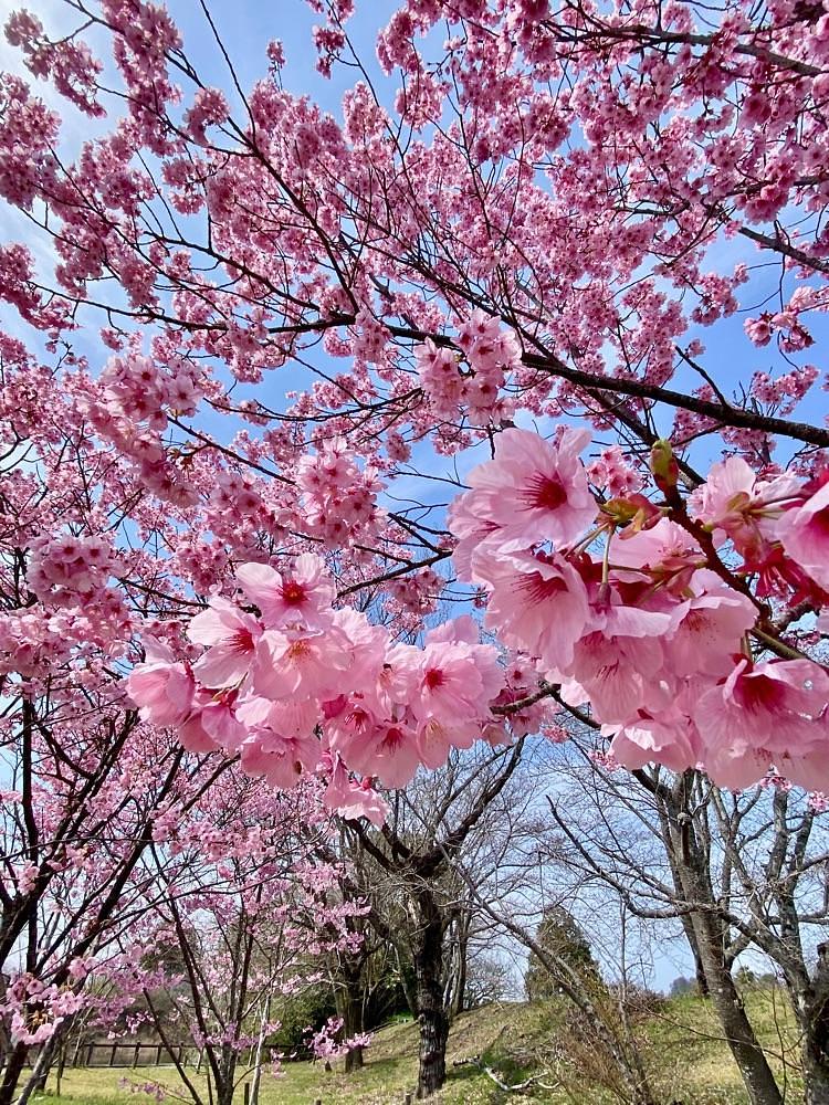calm_gift_1030さんが投稿した池田池公園に関する口コミの画像