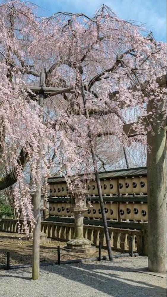 京都を巡る会・「武」さんが投稿した修学院離宮に関する口コミの画像