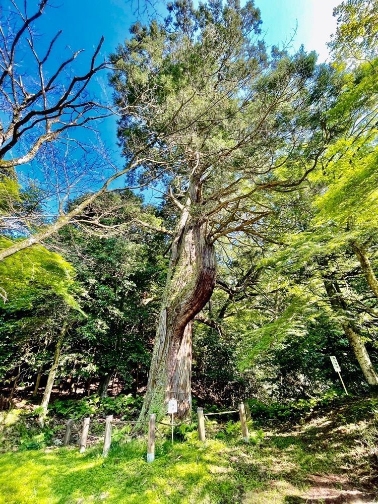ダルマ大使さんが投稿した蓮華寺に関する口コミの画像