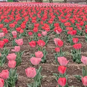 花のオアシス