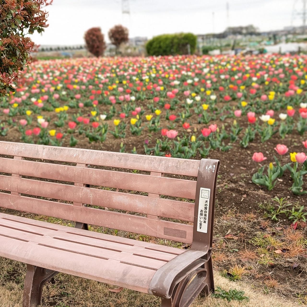 Pさんが投稿した花のオアシスに関する口コミの画像