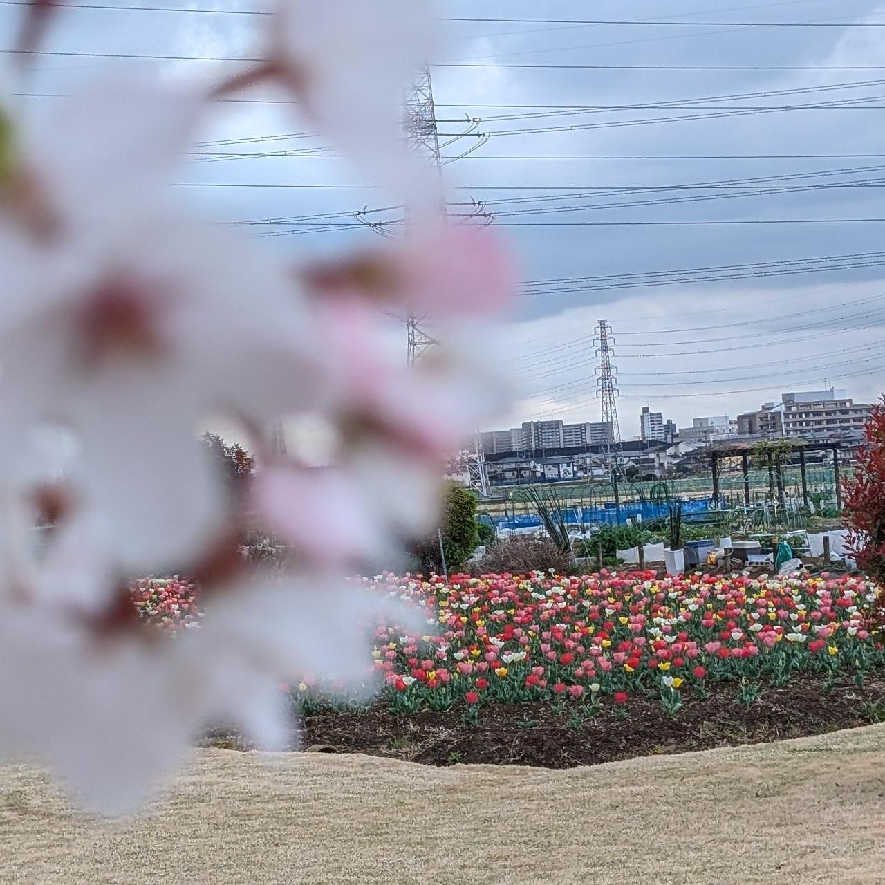 Pさんが投稿した花のオアシスに関する口コミの画像