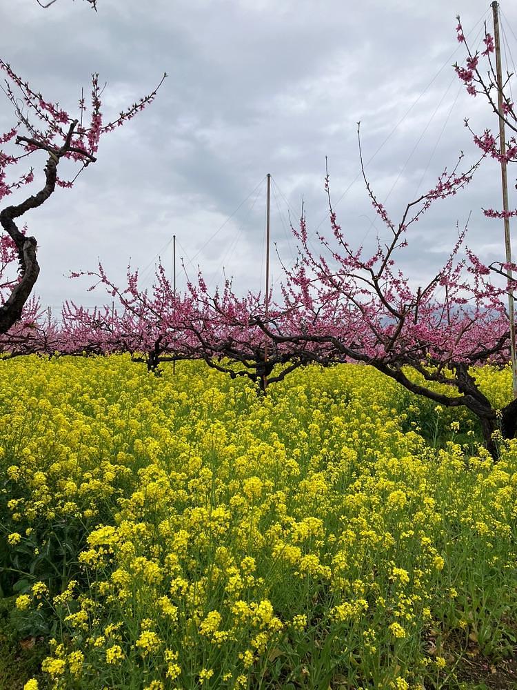 Nさんが投稿した御坂農園グレープハウスに関する口コミの画像