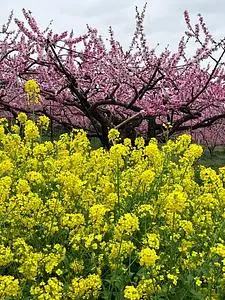 金桜園