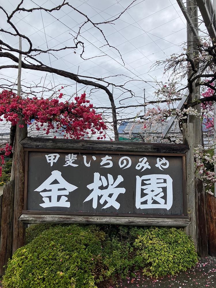Nさんが投稿した金桜園に関する口コミの画像