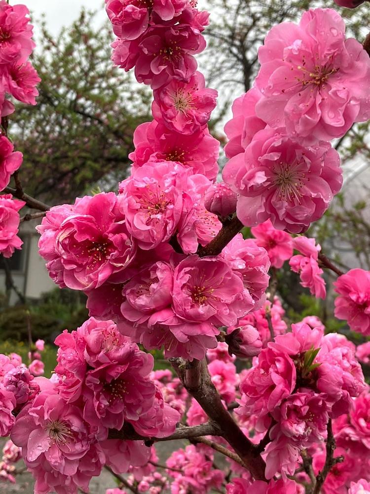 Nさんが投稿した金桜園に関する口コミの画像