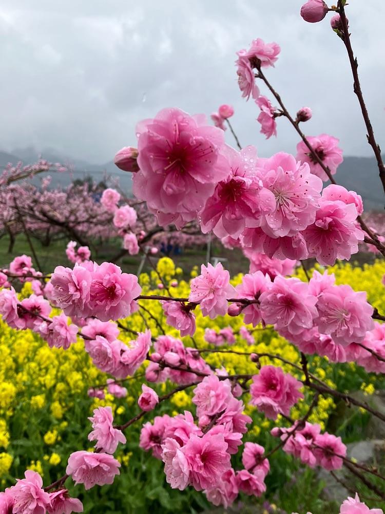 Nさんが投稿した金桜園に関する口コミの画像