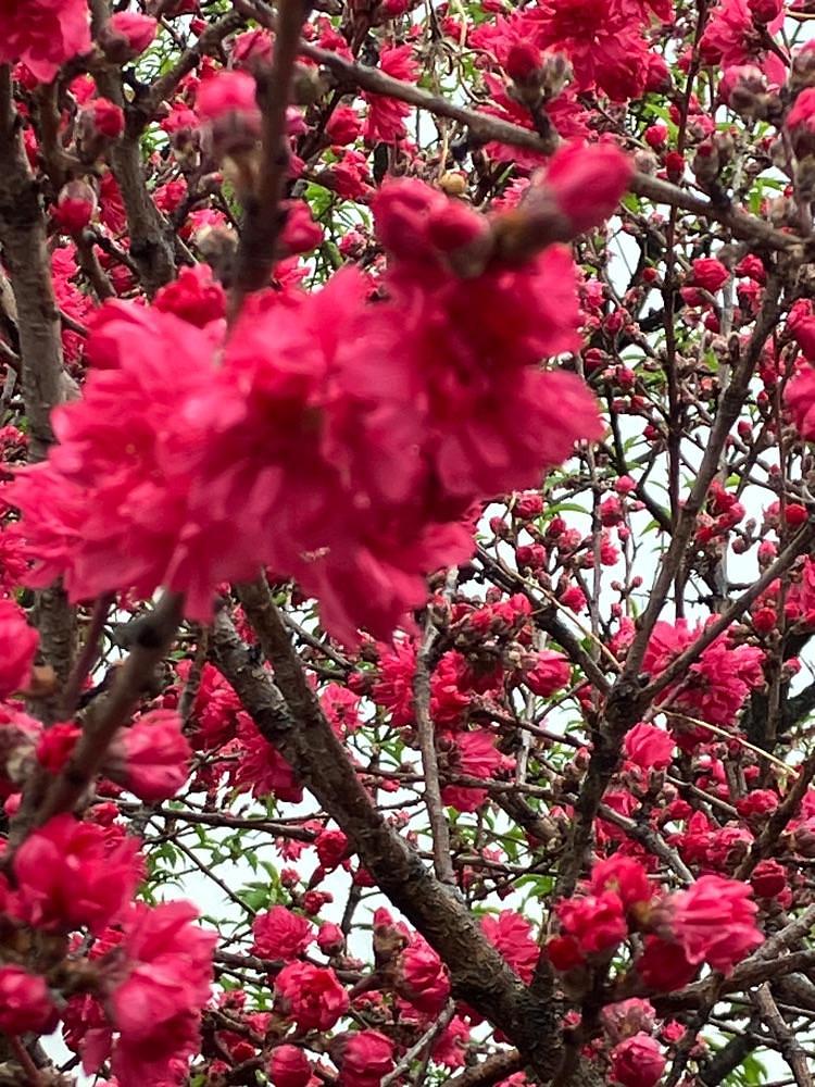 Nさんが投稿した金桜園に関する口コミの画像