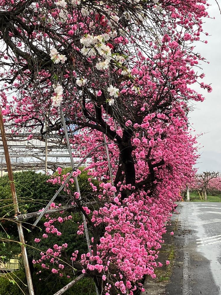 Nさんが投稿した金桜園に関する口コミの画像