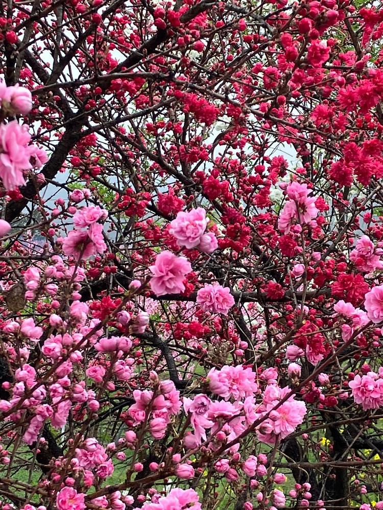 Nさんが投稿した金桜園に関する口コミの画像