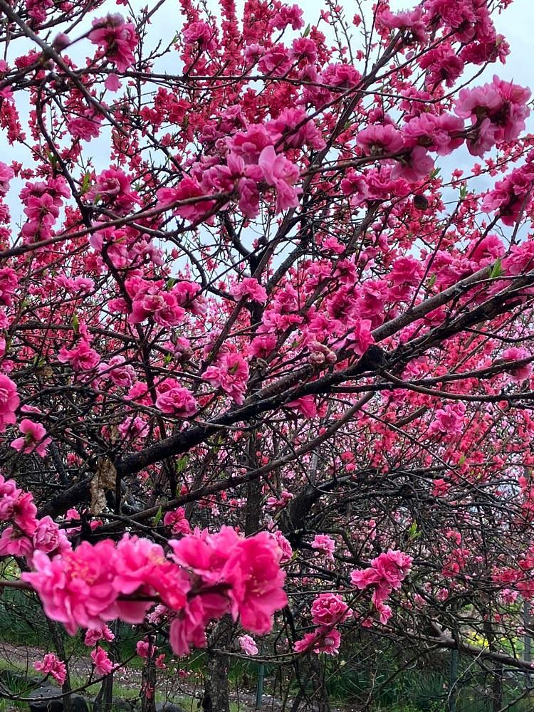 Nさんが投稿した金桜園に関する口コミの画像