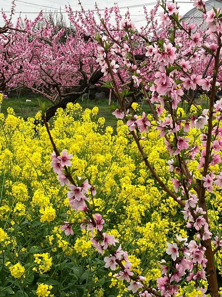 Nさんが投稿した金桜園に関する口コミの画像