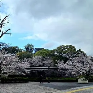 熊本城の桜