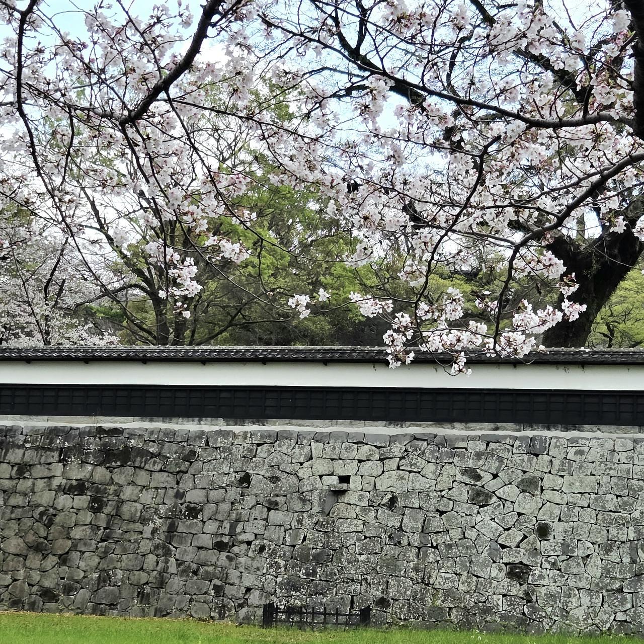 ばらっちゃんさんが投稿した熊本城の桜に関する口コミの画像