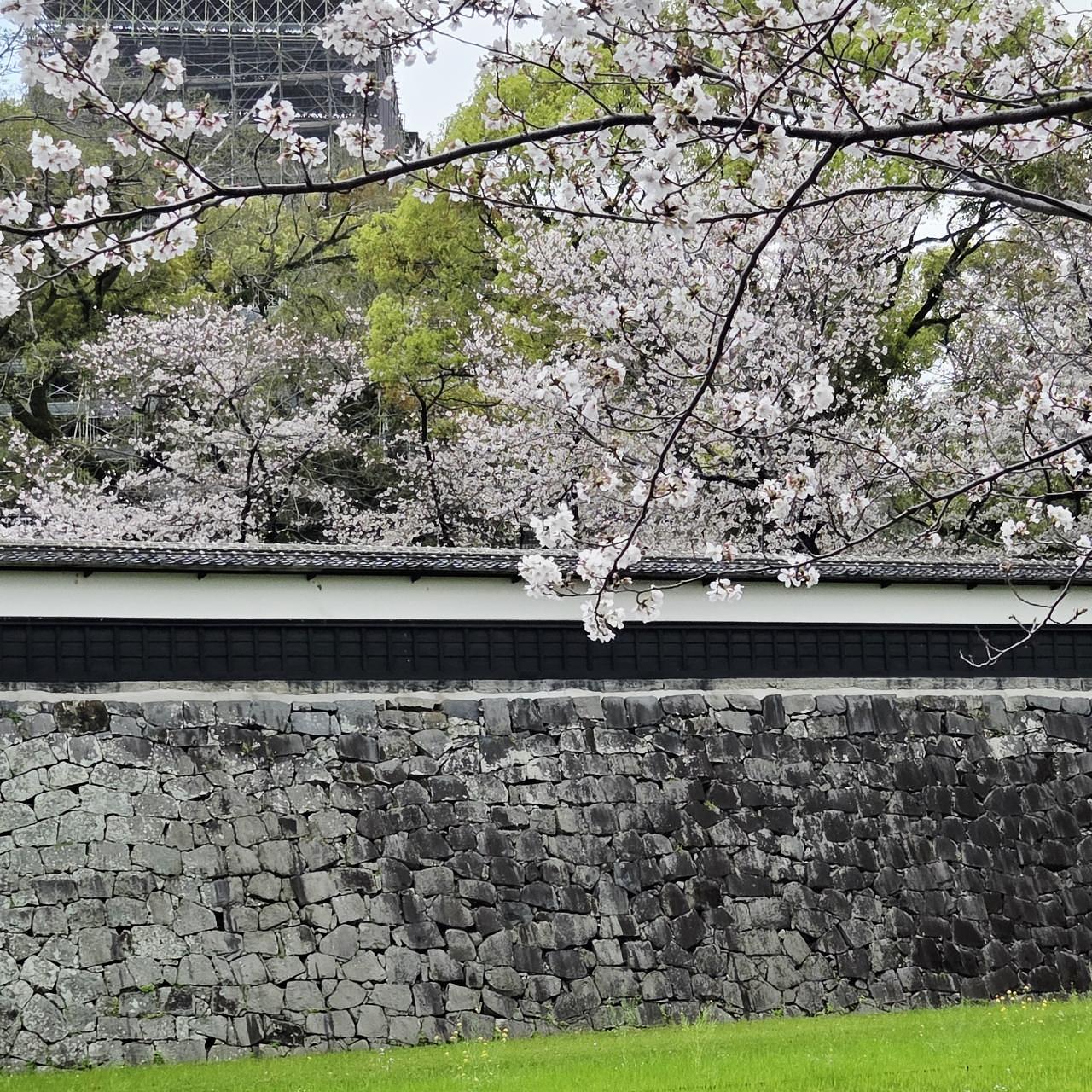 ばらっちゃんさんが投稿した熊本城の桜に関する口コミの画像