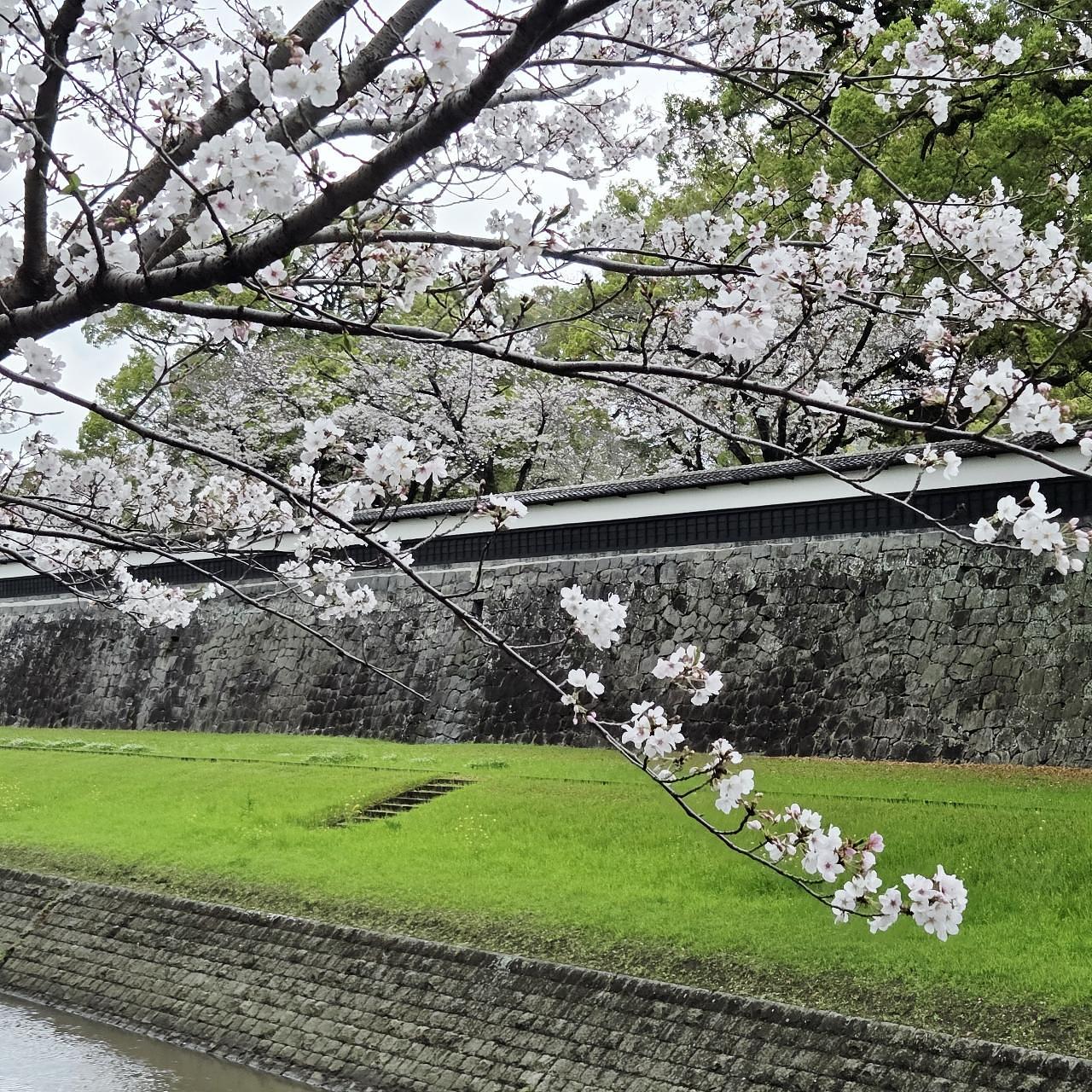 ばらっちゃんさんが投稿した熊本城の桜に関する口コミの画像