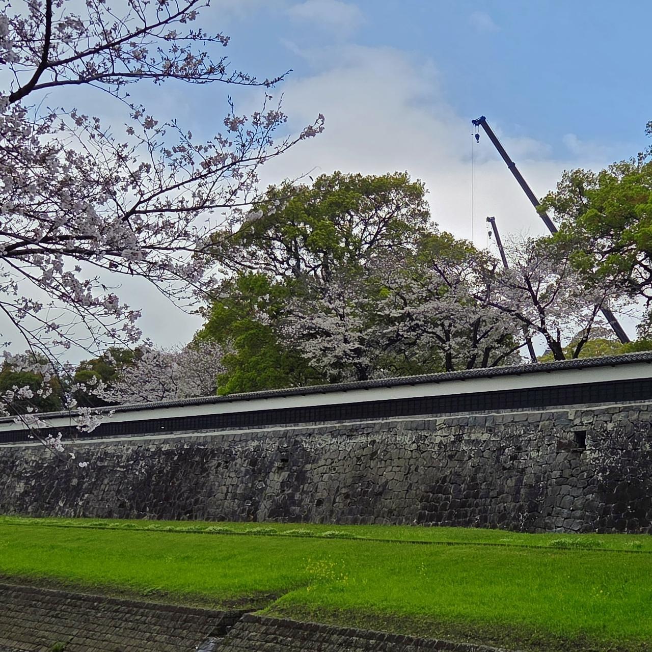 ばらっちゃんさんが投稿した熊本城の桜に関する口コミの画像