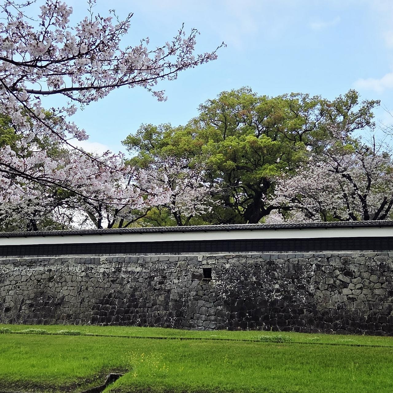 ばらっちゃんさんが投稿した熊本城の桜に関する口コミの画像