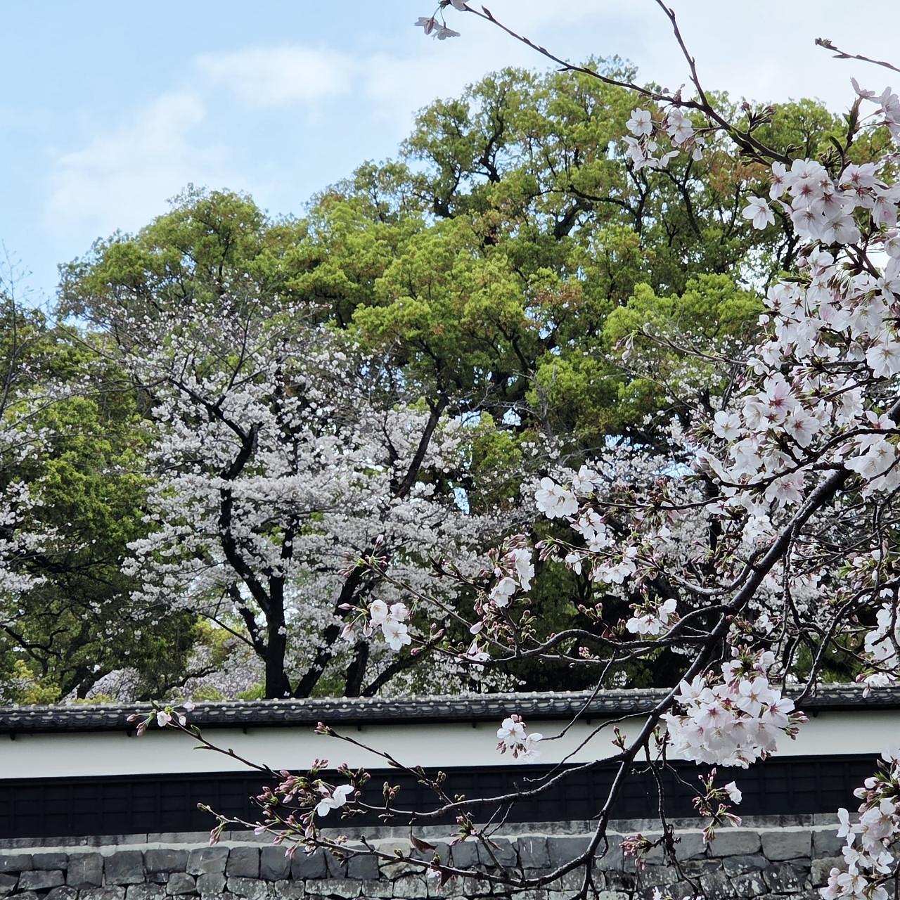 ばらっちゃんさんが投稿した熊本城の桜に関する口コミの画像