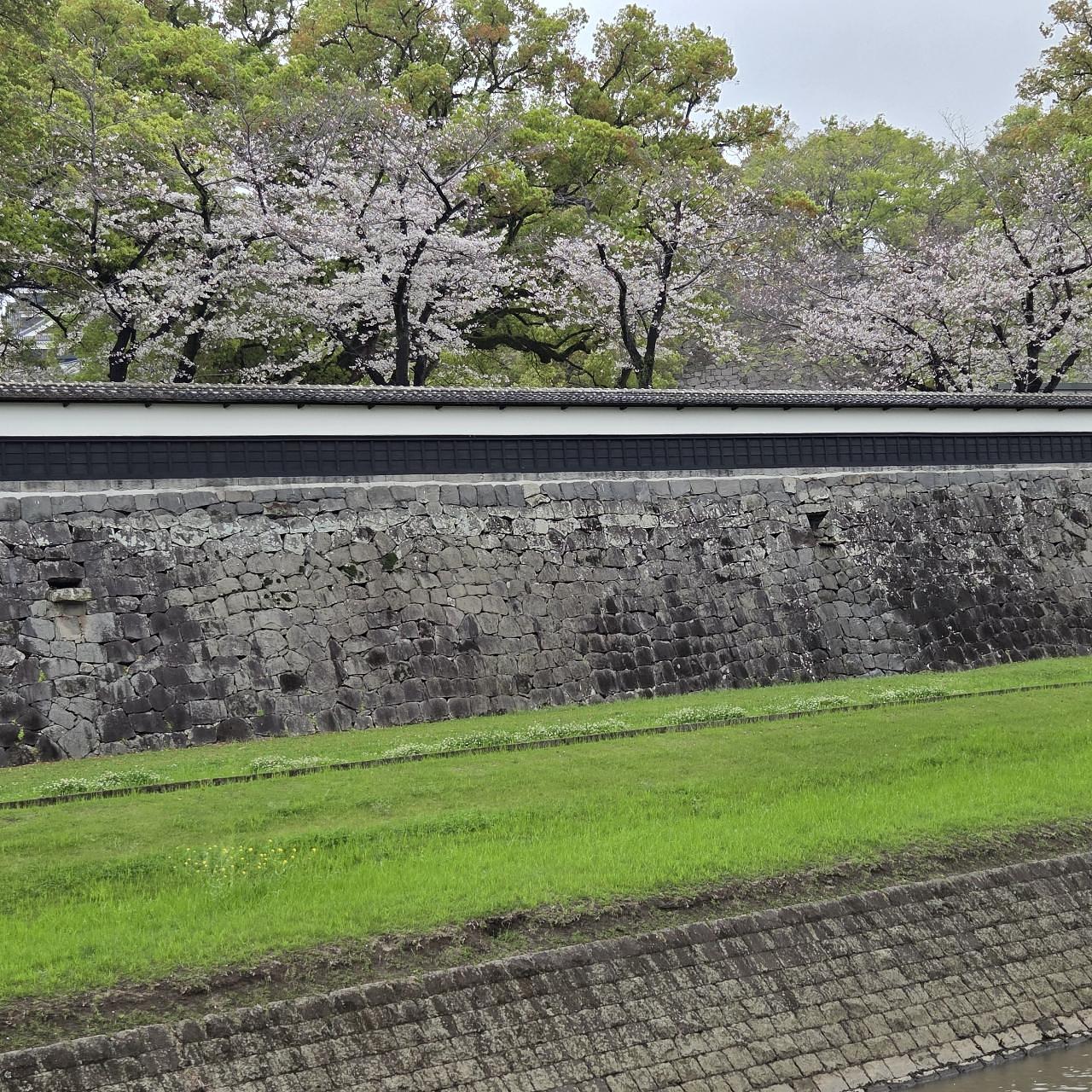 ばらっちゃんさんが投稿した熊本城の桜に関する口コミの画像