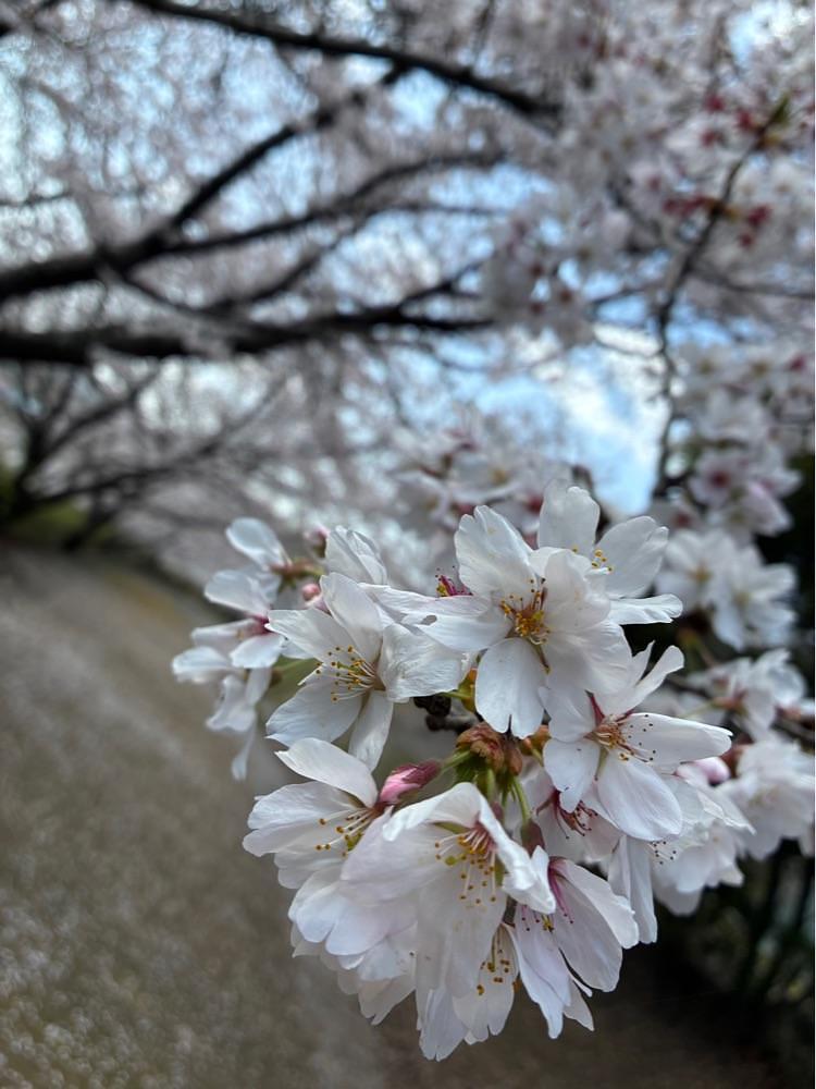 うーとらマンさんが投稿した山田グリーンパークに関する口コミの画像