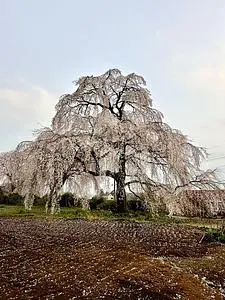 藤生沢のお角ザクラ