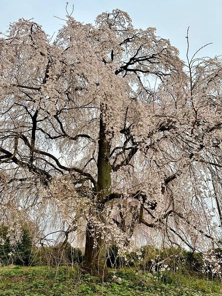 からっ風②さんが投稿した藤生沢のお角ザクラに関する口コミの画像