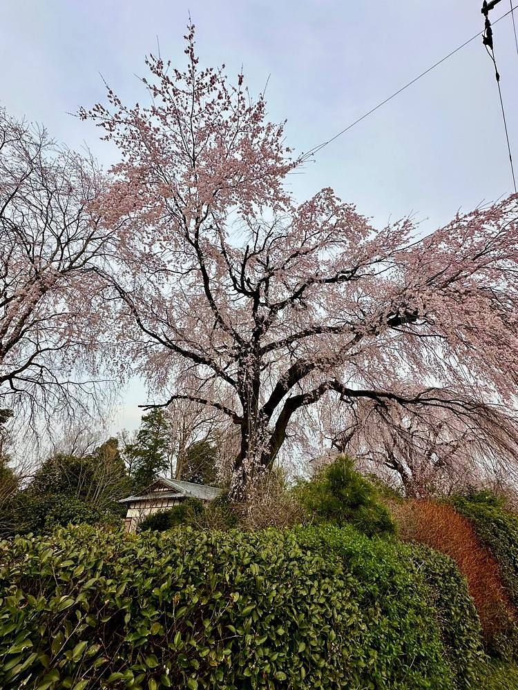 からっ風②さんが投稿した藤生沢のお角ザクラに関する口コミの画像