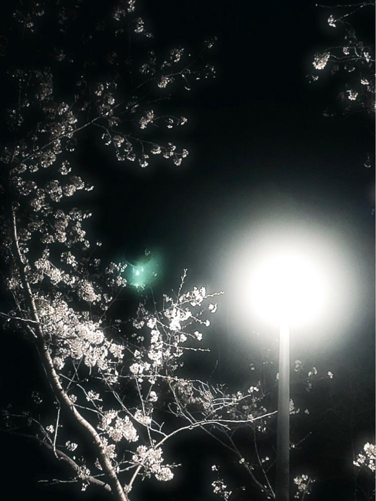 兎きち さんが投稿した宮崎県総合文化公園に関する口コミの画像