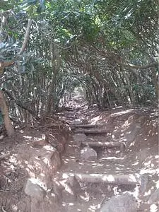 糸島のトトロの森