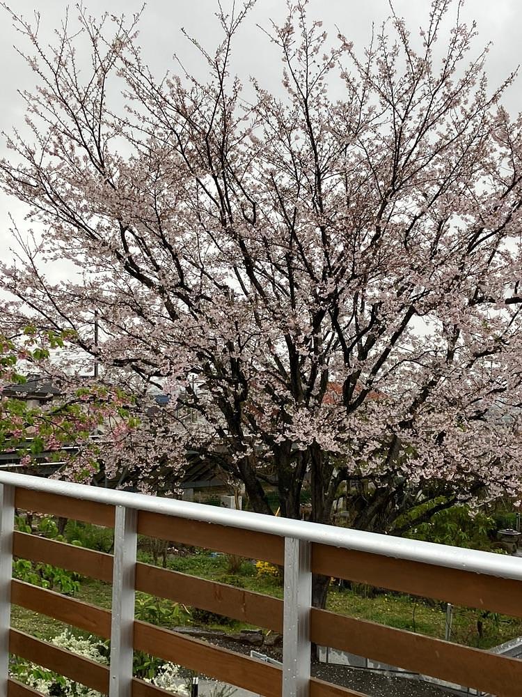 Nさんが投稿した寺カフェ いちょうの樹に関する口コミの画像