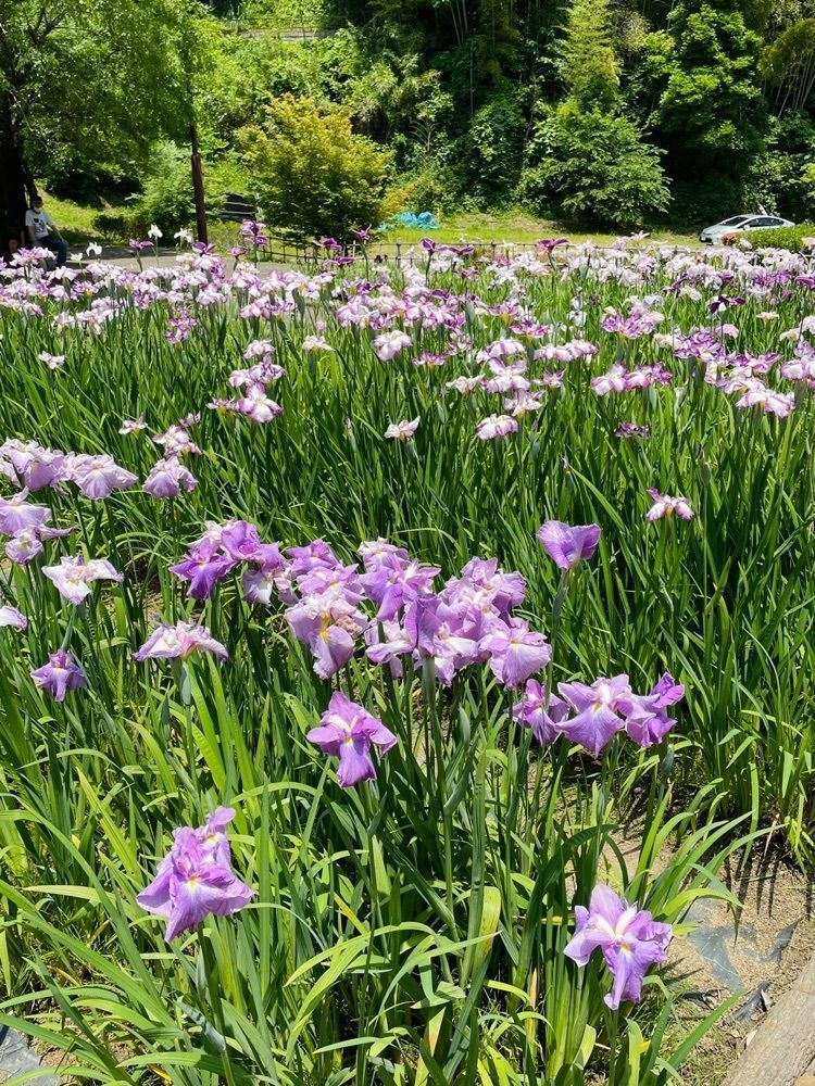 ダルマ大使さんが投稿した亀山公園しょうぶ園に関する口コミの画像