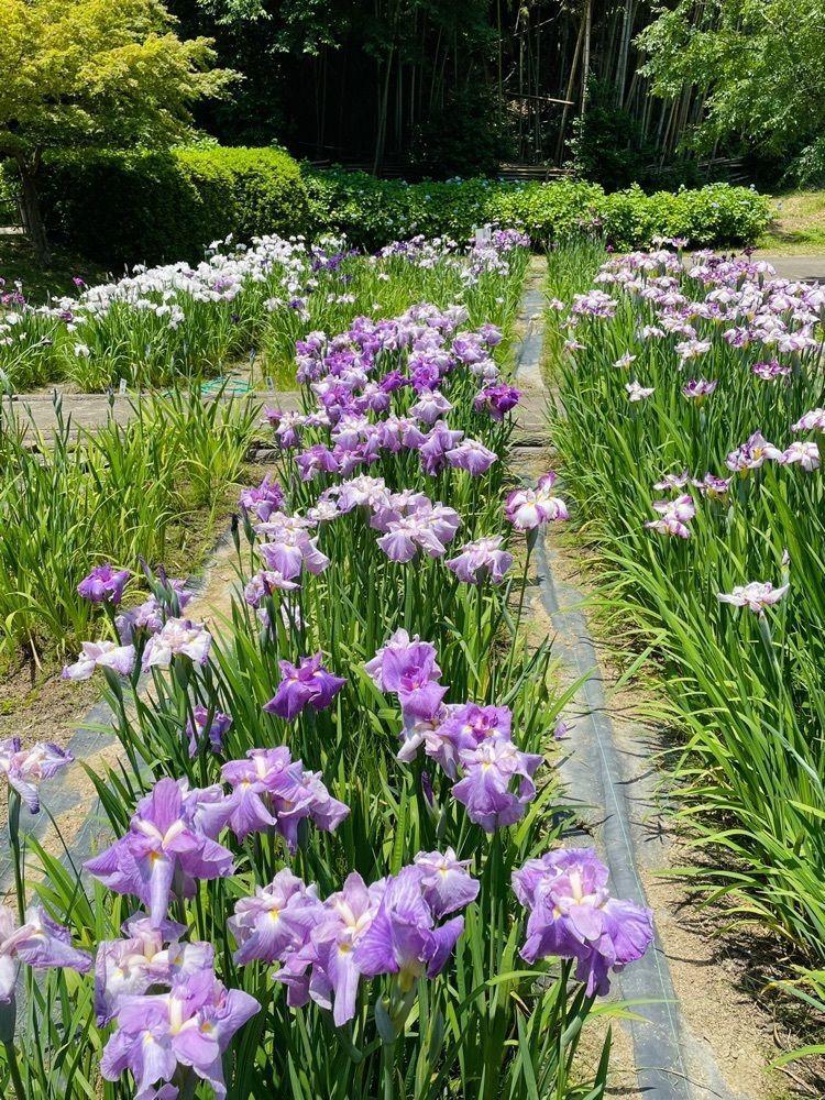 ダルマ大使さんが投稿した亀山公園しょうぶ園に関する口コミの画像