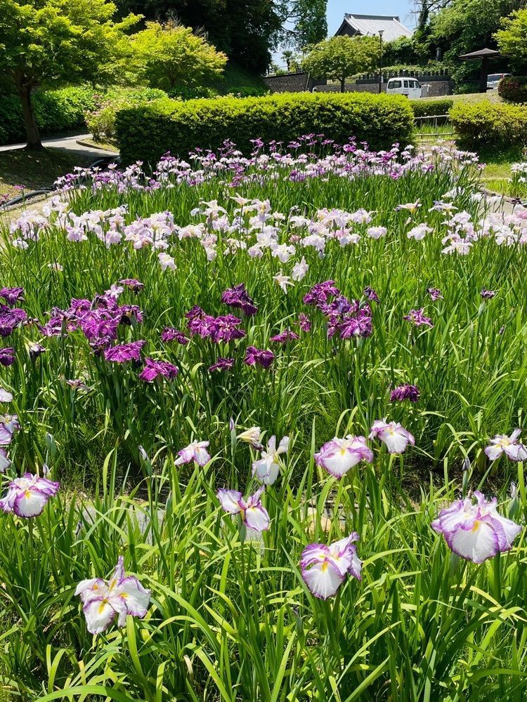 ダルマ大使さんが投稿した亀山公園しょうぶ園に関する口コミの画像