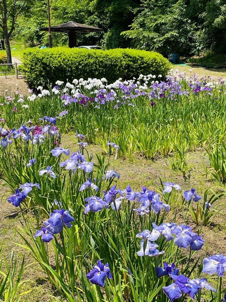 ダルマ大使さんが投稿した亀山公園しょうぶ園に関する口コミの画像