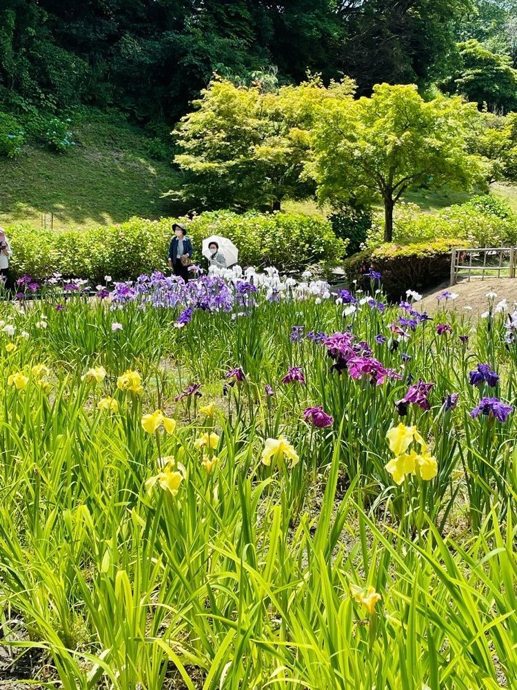 ダルマ大使さんが投稿した亀山公園しょうぶ園に関する口コミの画像