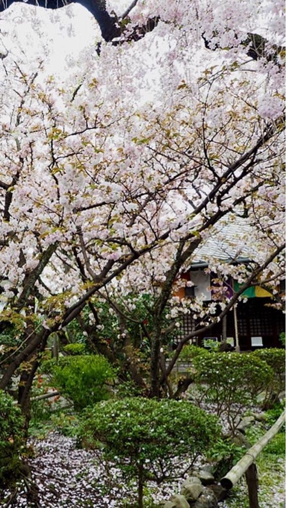 京都を巡る会・「武」さんが投稿した雨宝院に関する口コミの画像