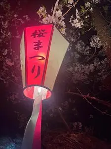 旭ケ岡公園の桜