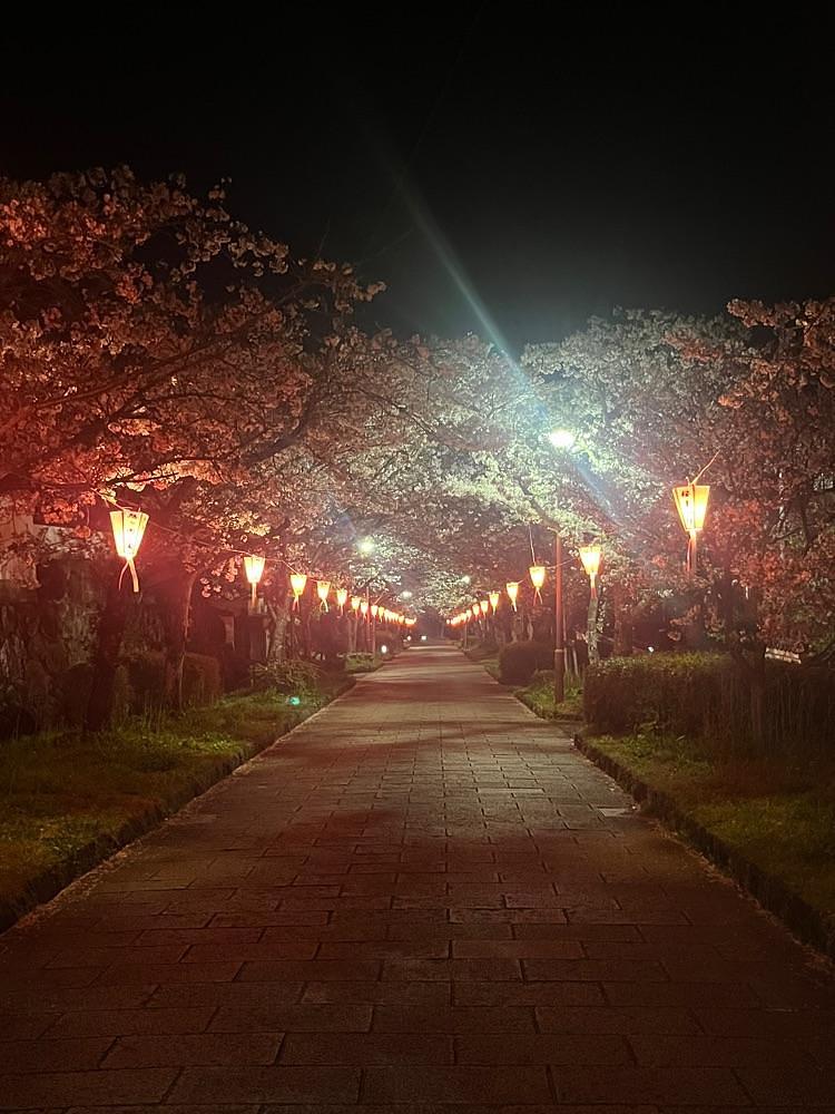 ponponao②さんが投稿した旭ケ岡公園の桜に関する口コミの画像
