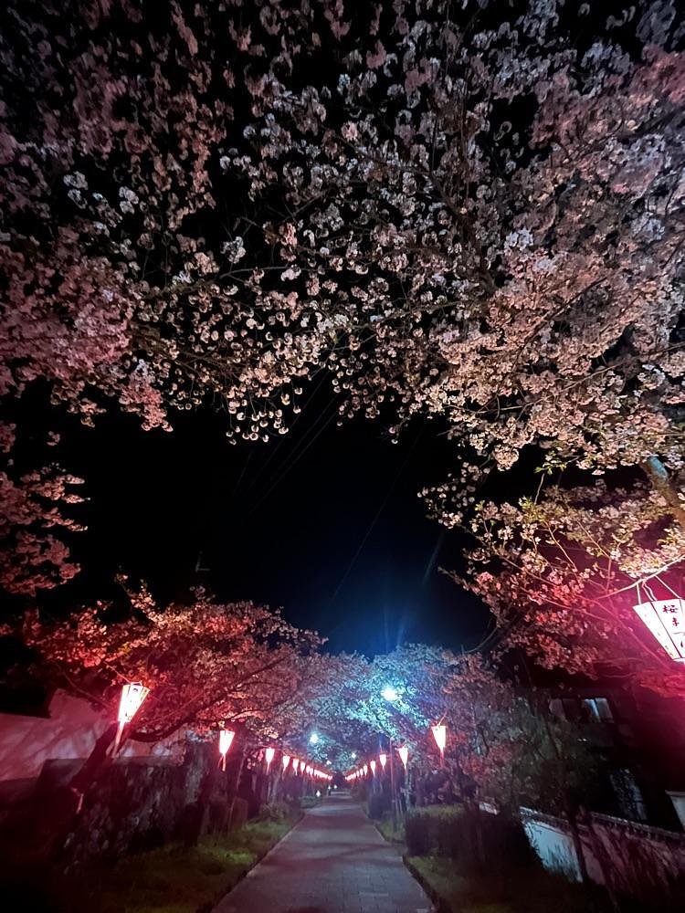 ponponao②さんが投稿した旭ケ岡公園の桜に関する口コミの画像