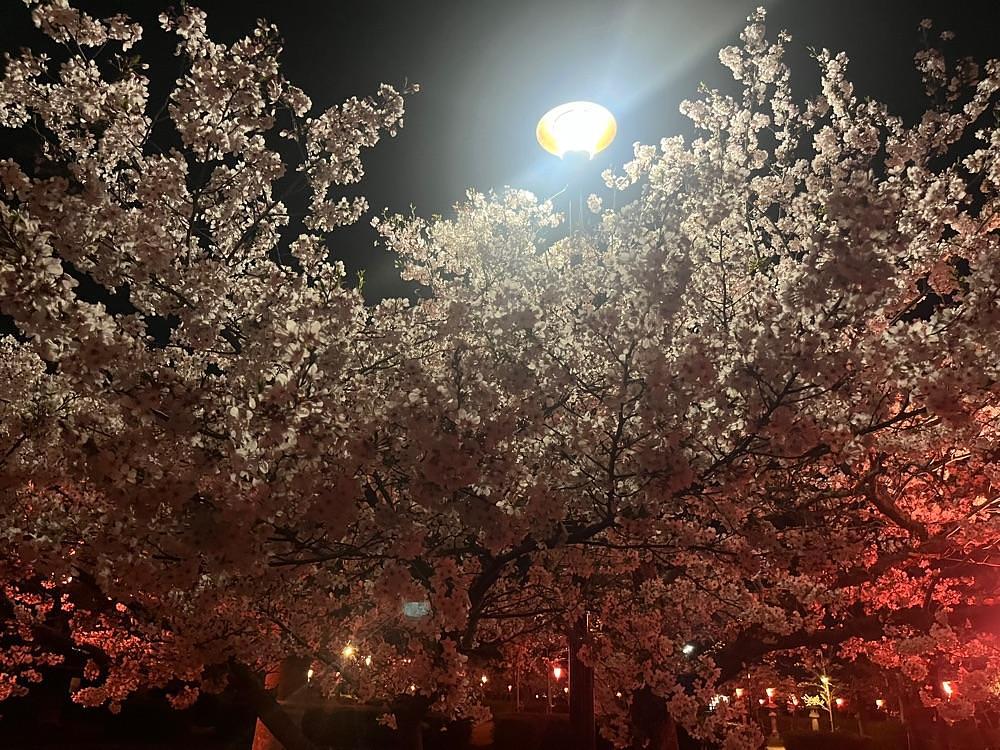 ponponao②さんが投稿した旭ケ岡公園の桜に関する口コミの画像